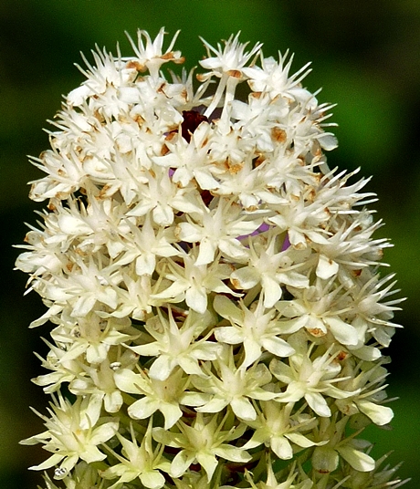 {Amianthium muscitoxicum}